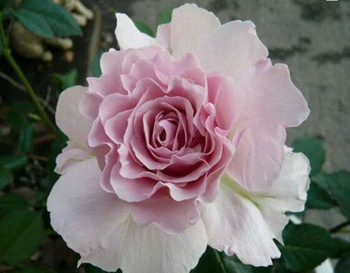 三款花中精品，小巧可愛(ài)、四季開花的水果盆栽