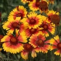 播撒花海夢想，收獲四季芬芳 酒泉康達(dá)農(nóng)副產(chǎn)品專業(yè)合作社你的種子之旅已就位